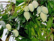 Kỹ thuật giúp xoài cát Hòa Lộc ra quả trái mùa
