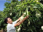 Kỹ thuật trồng và chăm sóc xoài cát Hòa Lộc
