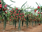 Kỹ thuật trồng thanh long Bình Thuận