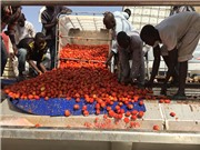 Thế giới cũng “trầy trật” khi triển khai công nghệ bảo quản
