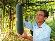 Hà Tĩnh được mùa bí xanh Tre Việt