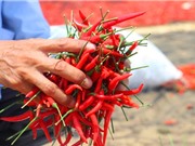 Phồng tay, cay mắt với nghề phơi ớt… dưới trời nóng "phừng phừng"