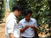 Bà Rịa - Vũng Tàu mở rộng kênh trồng tiêu sạch