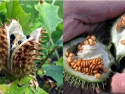 Ngắm loài cỏ dại của quỷ chứa độc gây chứng sợ ánh sáng