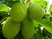 Hướng dẫn trồng và chăm sóc cây sa kê cho quả sai quanh năm