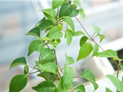Kỹ thuật trồng và chăm sóc dây lá giang xanh tốt quanh năm