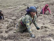 Cơ cực cảnh săn “sâu vàng” trên Himalaya của người Nepal
