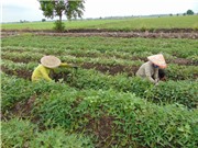 Trồng khoai lang trên đất lúa thu lãi trên 10 triệu đồng/công