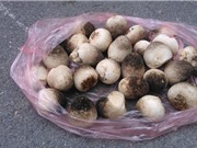 Nấm rơm ngừa ung thư, chữa bệnh liệt dương