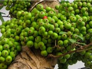 Những thảo dược dễ tìm trị sỏi mật, sỏi thận