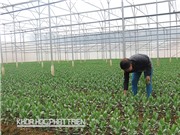 Ứng dụng hoa học và công nghệ để phát triển Tây Nguyên: Quy hoạch vùng sản xuất hàng hoá tập trung quy mô đủ lớn