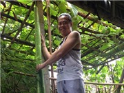 Chiêu chăm bầu khủng dài gần 2m mỗi quả của ‘bầu Kiên’