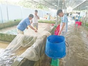 "Vua cá" Tây Nguyên với bí quyết bán ra 6.000 tấn/năm