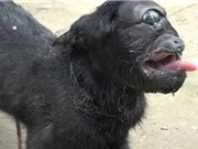 Dê một mắt được dân làng Ấn Độ coi là vật thiêng