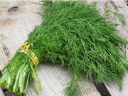 Phương pháp trồng và chăm sóc thì là xanh tốt quanh năm