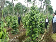 Kỹ thuật trồng, chăm sóc, thu hoạch và bảo quản tiêu Quảng Trị