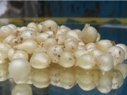Kỹ thuật trồng và chăm bón hành tăm dễ như trở bàn tay