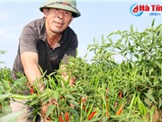 Nông dân Thiên Lộc trồng ớt thu 120 triệu đồng/ha/vụ