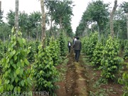 Ảnh hưởng của điều kiện tự nhiên tới chất lượng tiêu Quảng Trị
