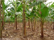 Các công đoạn chăm sóc cây chuối ngự Đại Hoàng