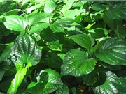 Những công dụng chữa bệnh của lá lốt