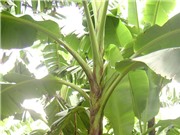 Cách chăm sóc và bảo vệ chuối ngự Đại Hoàng