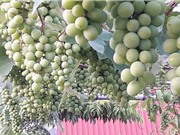 ‘Siêu nông dân ruộng bê tông’: 35m2 sân thượng thu 2 tạ nho