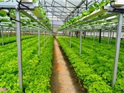 Trang trại rau hai tầng không cần đất ở Đà Lạt