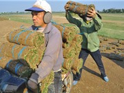 Chuyện trồng cỏ kiếm bộn tiền ở Nam Định