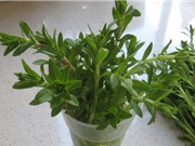 Một số bài thuốc chữa bệnh từ rau ngổ
