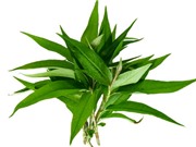 Những công dụng tuyệt vời của rau răm