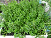 Kỹ thuật trồng và chăm bón rau ngổ làm thuốc quý
