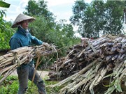 Tháo 'gông' cho cây mía, chuyển qua tôm - lúa