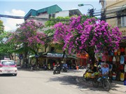 Mùa hoa tím nở rộ trên khắp phố phường Hà Nội