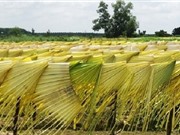 Nguyên liệu và các công đoạn sản xuất nón lá Huế