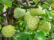 Hướng dẫn cách chăm sóc cây mãng cầu Bà Đen cho sai quả