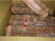 Ảnh hưởng của yếu tố con người tới chất lượng quế Trà My