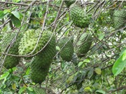 Cách trồng và chăm sóc mãng cầu xiêm
