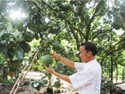 Lão nông và giấc mơ bưởi sạch