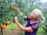 Đặc sản cam bù Hương Sơn giúp dân thoát nghèo