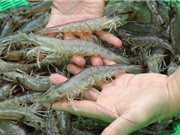 Nuôi tôm nhà kính giúp tăng 2-3 lứa thu hoạch mỗi năm