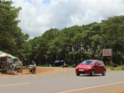 “Nhút Thanh Chương, tương Nam Đàn” trên đất Tây Nguyên