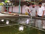 Nuôi cá bống bớp theo quy trình sạch ở Nam Định