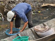 Ốc gạo Tân Phong - đặc sản Tiền Giang