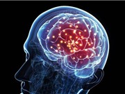 Phát hiện ra các gene quy định trí thông minh ở con người