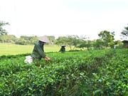 Đặc sản chè Chùa Tà của Phú Thọ dần khẳng định thương hiệu