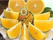 Ảnh hưởng của điều kiện khí hậu tới chất lượng cam Vinh