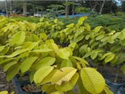 Bảo tồn hai loài Dầu mít và Dầu song nàng đang bị đe dọa ở Đông Nam Bộ