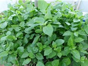 Phương pháp trồng và chăm sóc rau ngót Nhật tại nhà