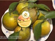 Các công đoạn sản xuất cam Vinh